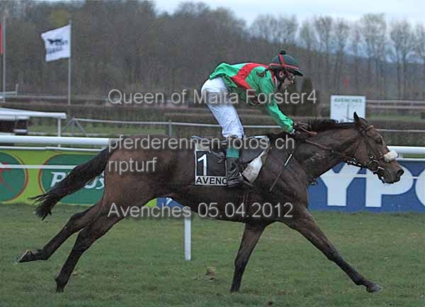 Queen of Malta Forster4 prot